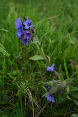 Pulmonaria australis