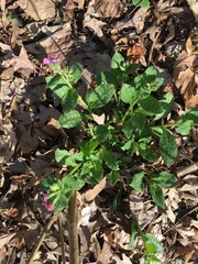 Pulmonaria officinalis