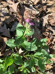 Pulmonaria officinalis