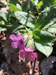 Pulmonaria officinalis