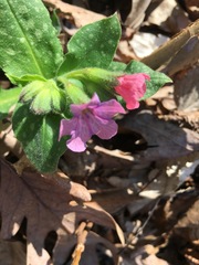 Pulmonaria officinalis