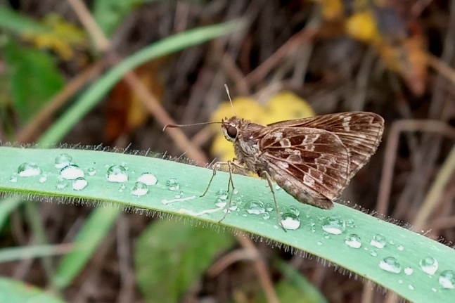 Cobalopsis catocala