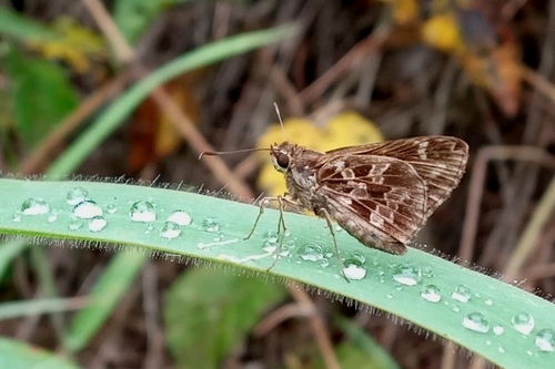 Cobalopsis catocala
