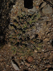 Grusonia aggeria