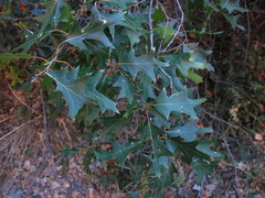 Quercus gravesii