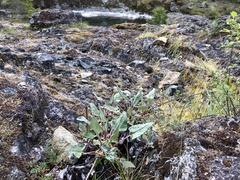 Eriogonum compositum