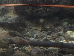 Crenichthys baileyi moapae