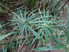 Cyperus alternifolius subsp. flabelliformis image