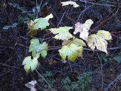 Vitis arizonica