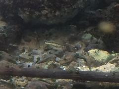 Crenichthys baileyi moapae