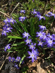 Scilla luciliae