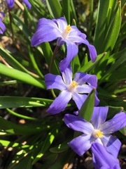 Scilla luciliae