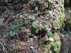 Rubus nivalis