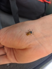 Labidostomis tridentata