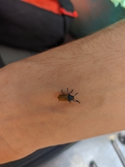 Labidostomis tridentata