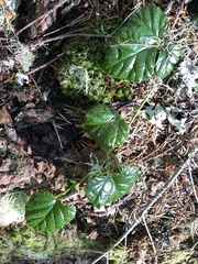 Rubus nivalis