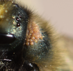 Chaetodactylus krombeini