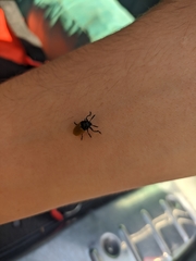 Labidostomis tridentata