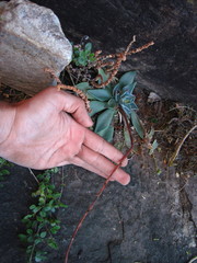 Echeveria strictiflora