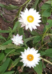 Xerochrysum wilsonii