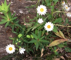 Xerochrysum wilsonii