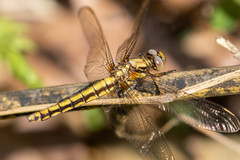 Orthetrum japonicum