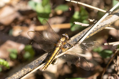 Orthetrum japonicum