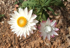 Xerochrysum wilsonii