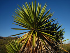 Yucca faxoniana