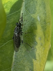Solva marginata