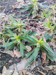 Dianthus barbatus