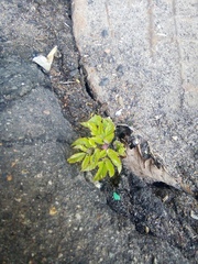 Aegopodium podagraria
