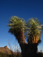 Yucca rostrata