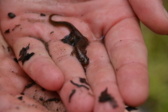 Desmognathus planiceps