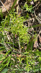 Floerkea proserpinacoides