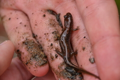 Desmognathus planiceps