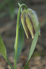 Fritillaria acmopetala