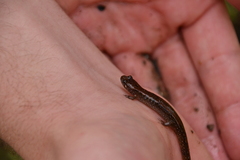 Desmognathus planiceps