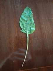 Bistorta officinalis