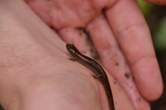 Desmognathus planiceps