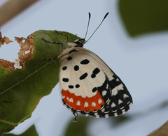 Talicada nyseus nyseus