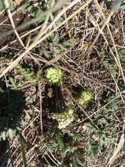 Cymopterus glomeratus glomeratus