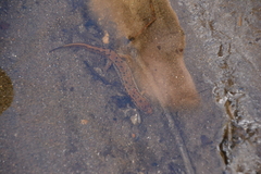 Desmognathus planiceps