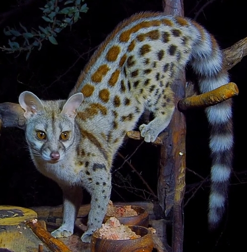 Rusty-spotted Genet