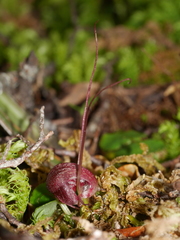 Corybas obscurus