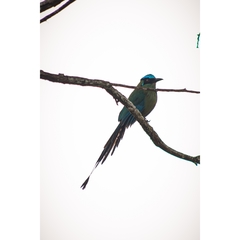 Momotus aequatorialis