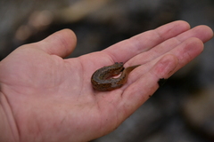 Desmognathus planiceps