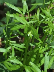 Floerkea proserpinacoides