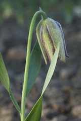 Fritillaria acmopetala