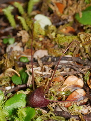 Corybas obscurus